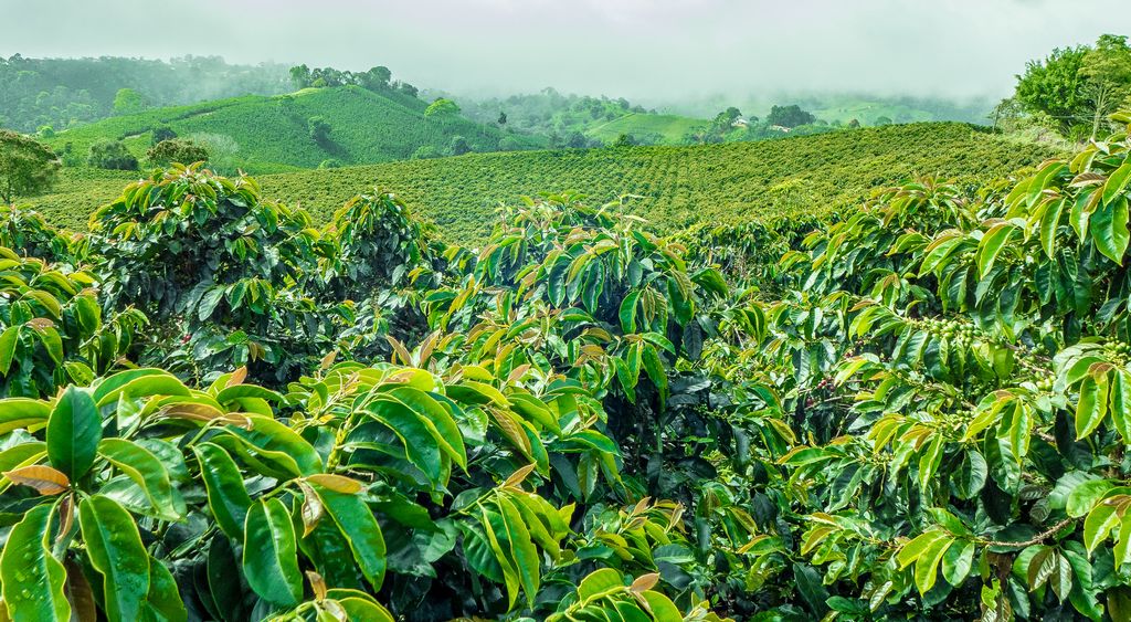 Coorg Weekend from Ahmedabad