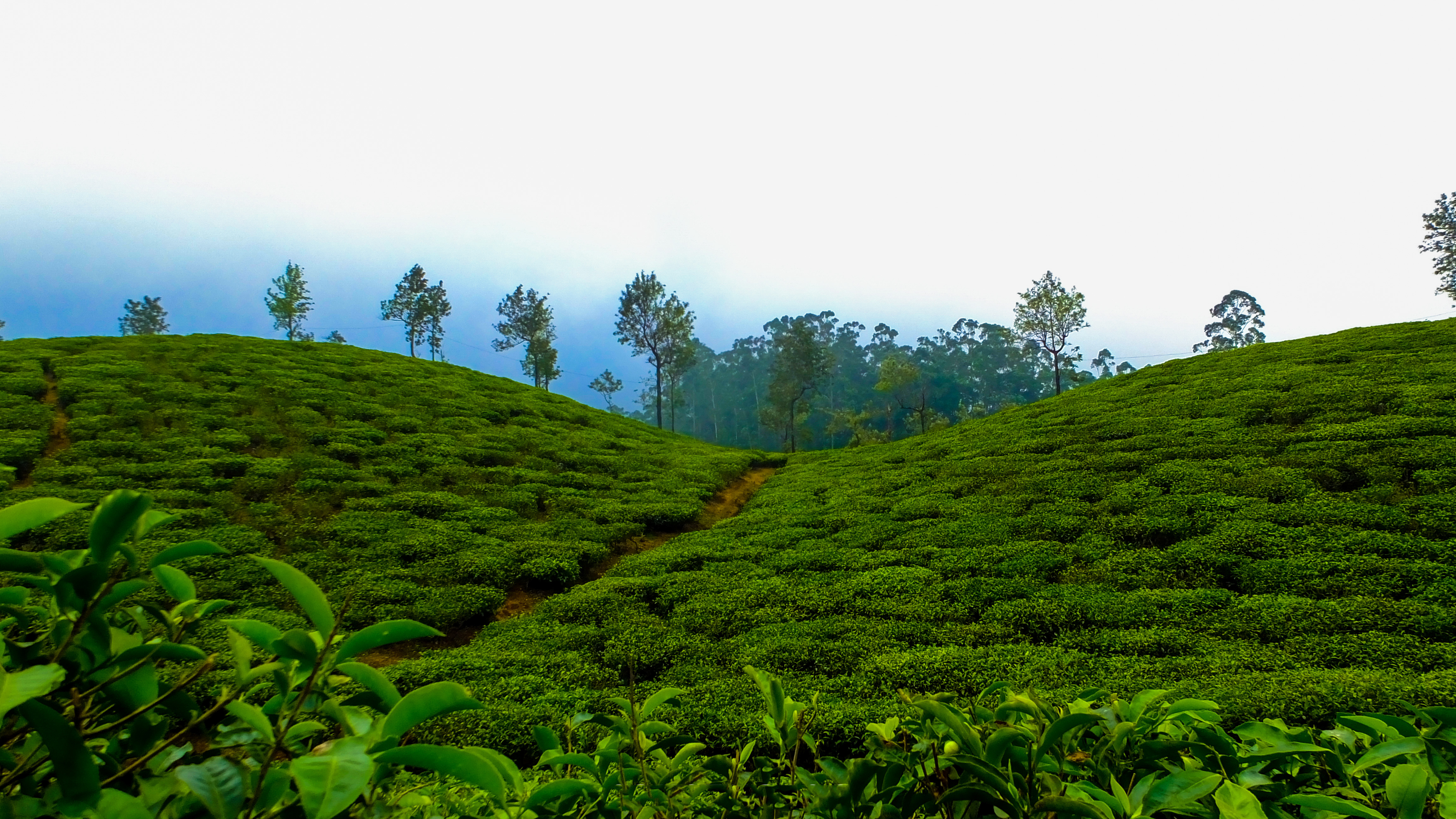 Coorg Romantic Getaway